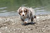 BERGER AUSTRALIEN PUPPIES 137